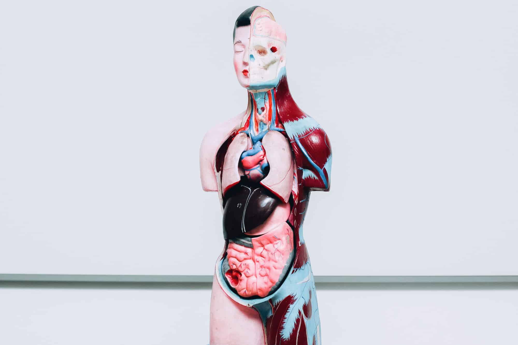 Human Internal organs dummy model